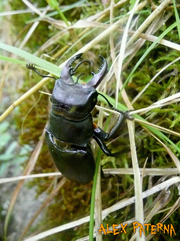 Lucanus Cervus